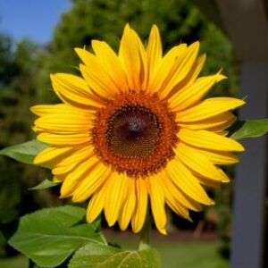 Profile photo of Vanessa Peters